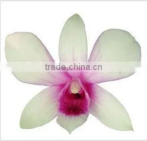 Thailand Top Quality D-001 Dendrobium Sailung Orchid thumbnail-1