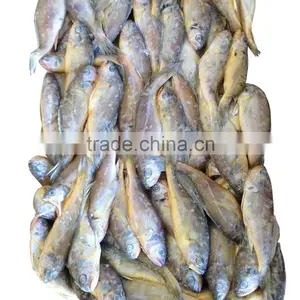 Frozen Yellow Croaker Delicious Seafood thumbnail-6