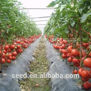 Resistance to TY and Disease Red Tomato Seed SXTS No.1409 thumbnail-2