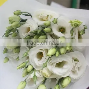 Good Smell Hotsell Provide High Quality Fresh Eustoma thumbnail-2