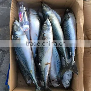 Scombor Japonicus Frozen Big Pacific Mackerel Multiple Size Light Catch Land Frozen, Unit Size: 500-1000g thumbnail-1
