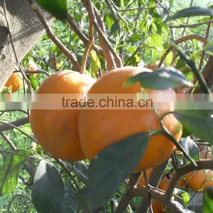 Mandarin, Special Offer for Russian Buyers thumbnail-1