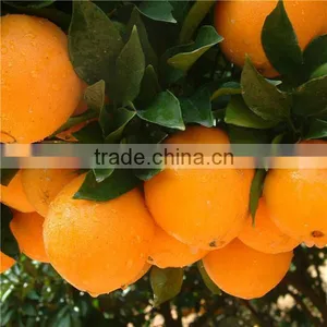Fresh Cheap Orange Sales thumbnail-1