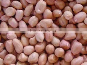 Chinese Peanut Kernels Baisha for Sale thumbnail-2