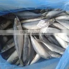 HORSE MACKEREL FISH thumbnail-2