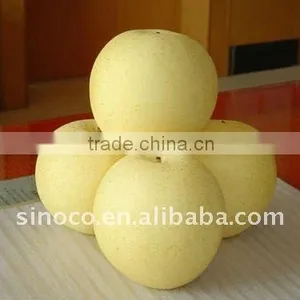Apple Pears From China (Crown Pear) thumbnail-1