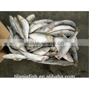 Big Size Frozen Sardine for Sale thumbnail-1