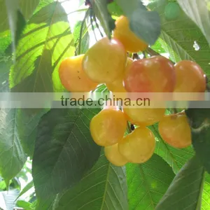 Hot Sale Canned Cherry in Light Syrup thumbnail-3