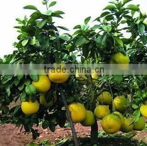 Pomelo, Shaddock Tree Seedlings thumbnail-1