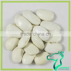 Large White Kidney Beans Current Beans Make Soup thumbnail-2