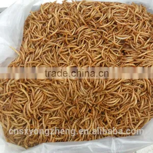 Frozen Food From Chinese Mill 28mm Dried Mealworms For Bird Food thumbnail-1