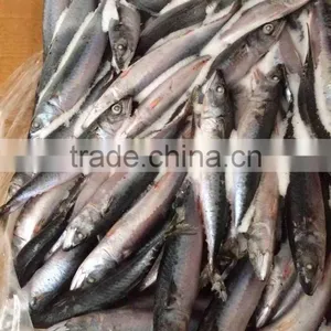 Sea Hourse of Pacific Mackerel thumbnail-1