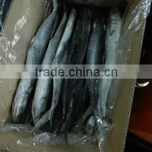 Frozen Spotted Spainsh Mackerel thumbnail-6