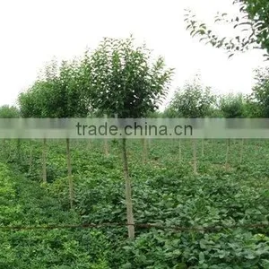 Ligustrum Lucidum Field thumbnail-1