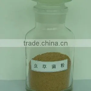 Cordyceps Extract Cordyceps Sinensis thumbnail-1