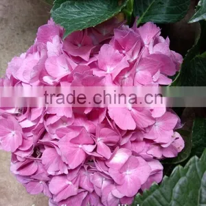Multi Colors A Grade Cut Fresh Hydrangea Fresh Flower From Yunnan thumbnail-3