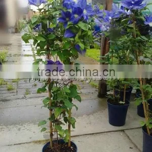 Bamboo Poles Flower Trellis for Garden Support thumbnail-5