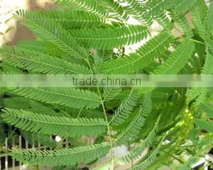 TOUCH-SHY PLANT thumbnail-1