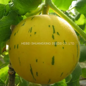 Golden Hybrid Musk Melon Seeds for Planting thumbnail-1