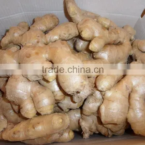 Ginger thumbnail-3