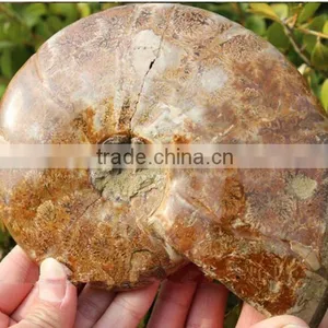 Wholesale Natural Snail Fossils Animals Fossils thumbnail-2