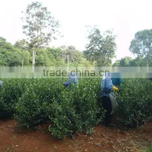 The Best Black Tea From Vietnam thumbnail-5
