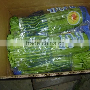 2012 New Crop Fresh Celery thumbnail-1