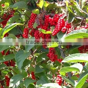Schisandra Fruit Powder thumbnail-1