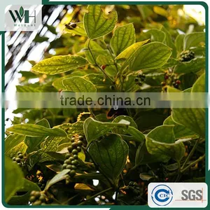 Vietnam Whole Black Pepper From Good Exporter 550gl thumbnail-5