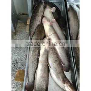Frozen Fresh Live Catfish on Sale thumbnail-1