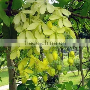 Cassia Fistula Tree thumbnail-4