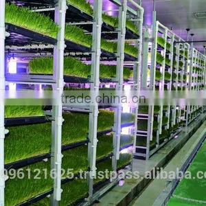 STAR GF300 HYDROPONIC FODDER MACHINE thumbnail-3
