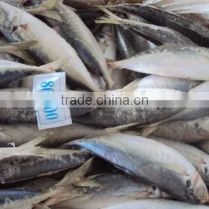 Frozen Whole Horse Mackerel Fish thumbnail-3