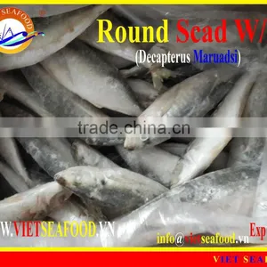 FROZEN ROUND SCAD WHOLE ROUND thumbnail-1