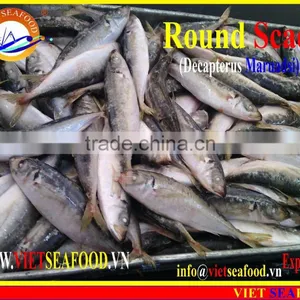 FROZEN WHOLE ROUND MARUADSI (ROUND SCAD) thumbnail-5