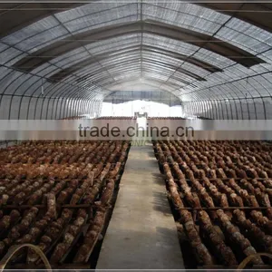 Low Cost Film Covering Mushroom Greenhouse thumbnail-1