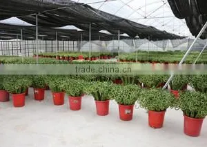 Superior Chinese Bonsai Nursery Co., Ltd. Foshan company overview - view 2 thumbnail