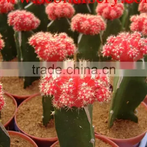 Cactus Y96 thumbnail-1