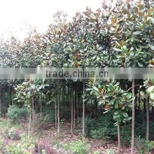 Magnolia Grandiflora Nursery thumbnail-1