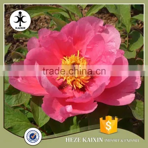 my Test Tree Peony Plant Root thumbnail-5