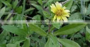 Dry Eclipta Alba thumbnail-1
