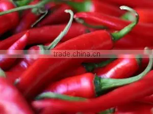 CHILLI thumbnail-1