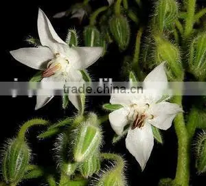 Hot Sale Organic Natural Borage Oil thumbnail-2