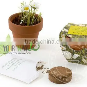 Gallipot Flower,can Flower,mini Garden Plant thumbnail-1