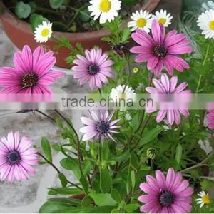 Ecklonis, Osteospermum, Flower Seeds , Herb Seed,vegetalbe Seed,fruit Seed,grass Seed thumbnail-5