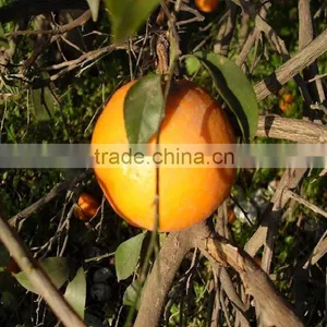 Mandarin "Kinnow" From Pakistan thumbnail-1