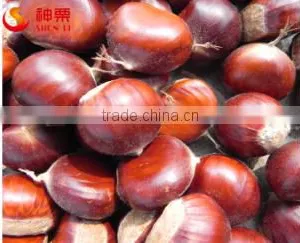 Chinese Chestnut thumbnail-3