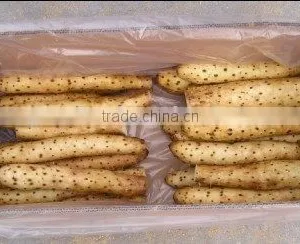 Fresh Chinese Yam thumbnail-1