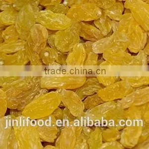 Gold Raisin With Best Price and Sweet thumbnail-1