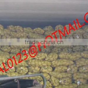 BANGLADESHI HIGH QUALITY FRESH GRANOLA POTATO AND DIAMOND POTATO FROM EXPORT TRADE ASSOCIATE WITH CHEAP PRICE thumbnail-4